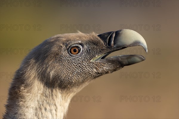 Griffon vulture