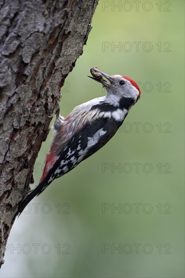 Middle spotted woodpecker