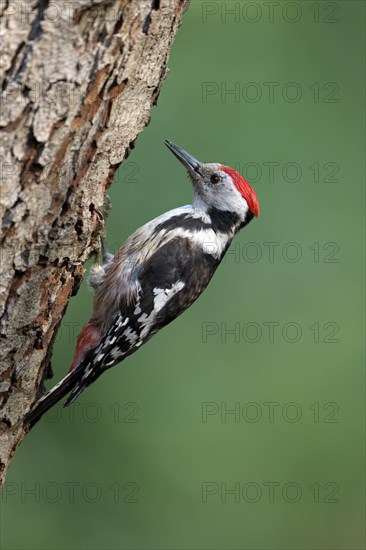 Middle spotted woodpecker