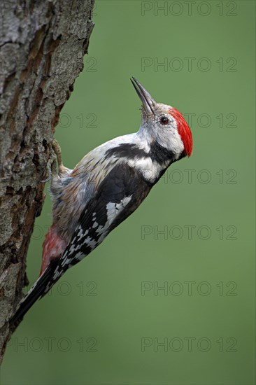 Middle spotted woodpecker