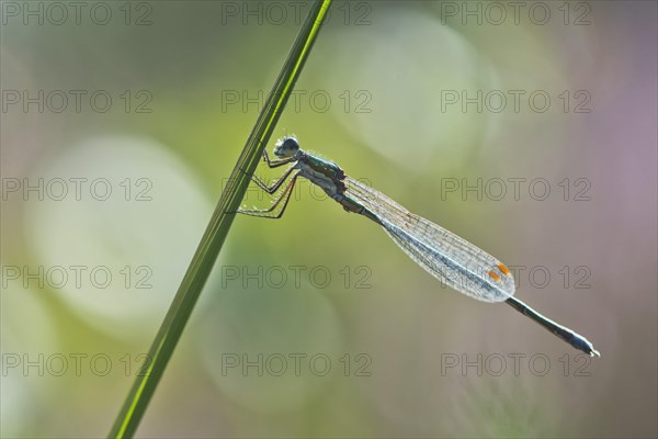 Willow Emerald Damselfly