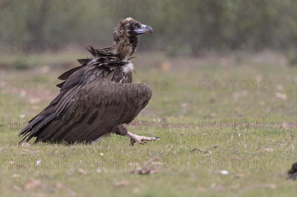 Cinereous vulture