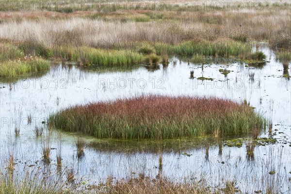 Bog landscape with Common cottongrass