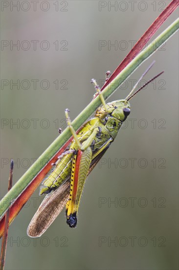 Large marsh grasshopper