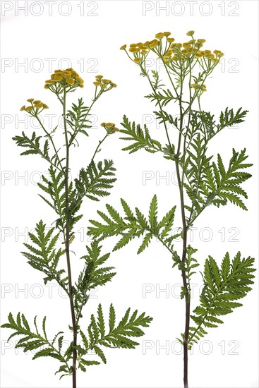 Tansy