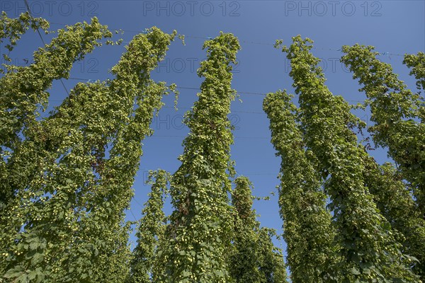 Hop cultivation