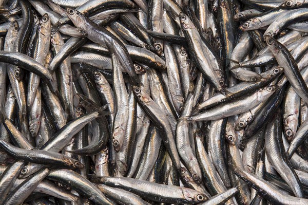 Anchovies at a stall in a street fish bazaar in Istanbul