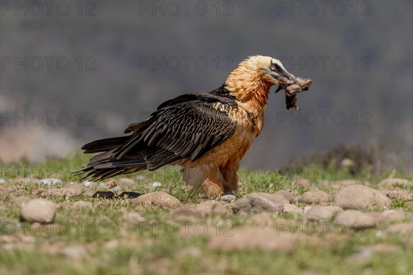 Bearded vulture