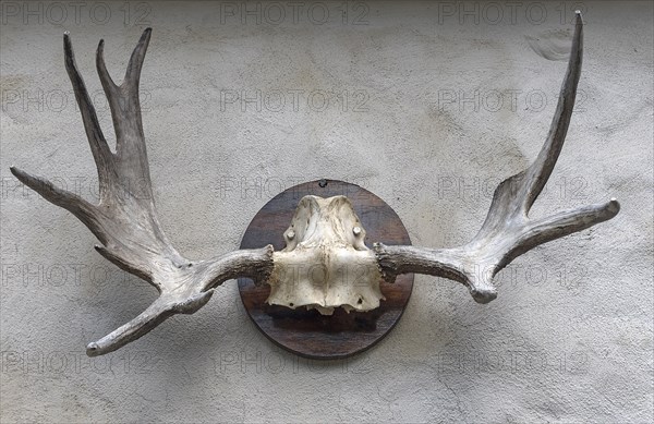 Elk antlers on the wall at a forester's lodge