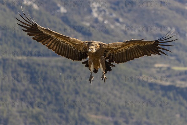 Griffon vulture