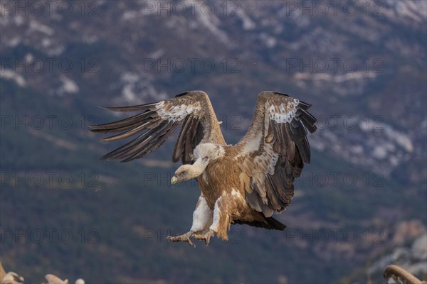 Griffon vulture