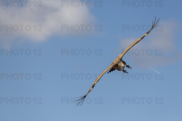 Griffon vulture