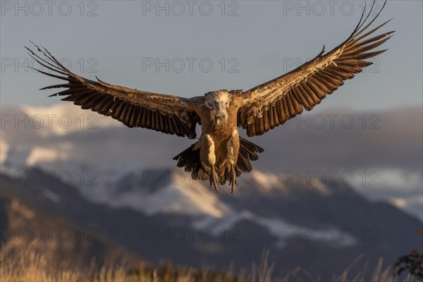 Griffon vulture