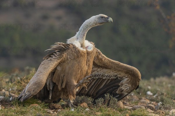 Griffon vulture