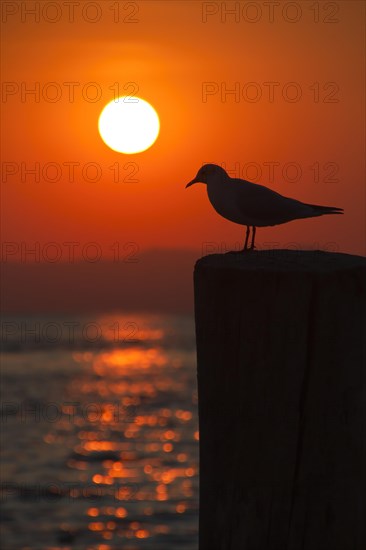 Seagull on a pole with setting sun