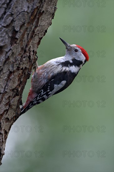 Middle spotted woodpecker