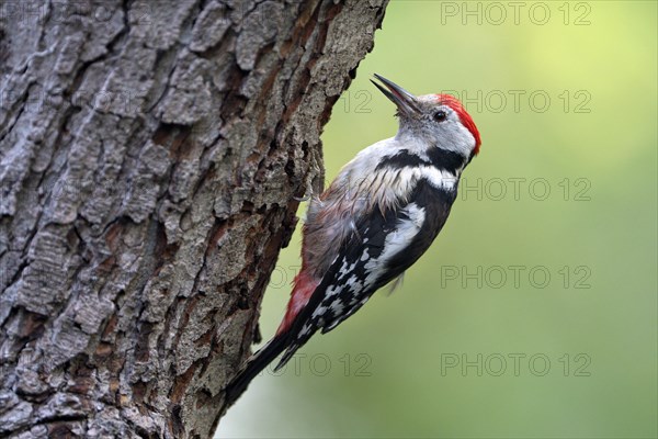 Middle spotted woodpecker