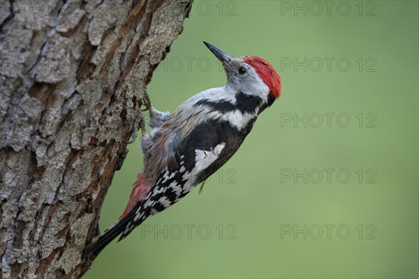 Middle spotted woodpecker