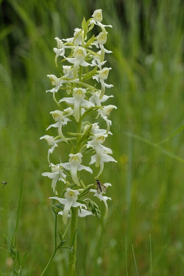 Greater butterfly orchid