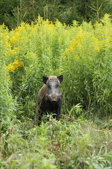 Wild boar