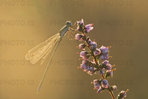 Willow Emerald Damselfly