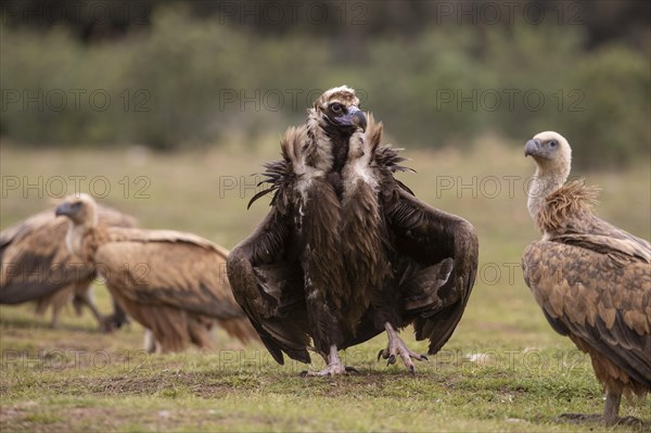 Cinereous vulture