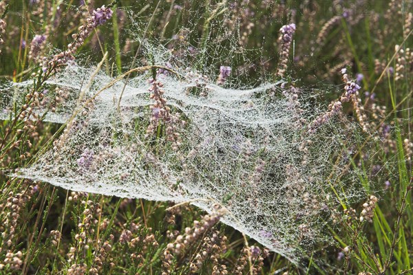 Spider webs with dew drops in Common Heather