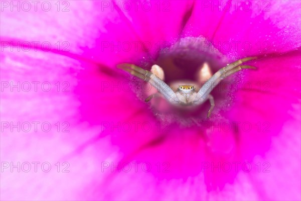 Goldenrod crab spider