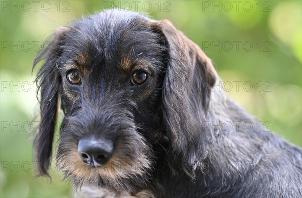 Wire-haired dachshund