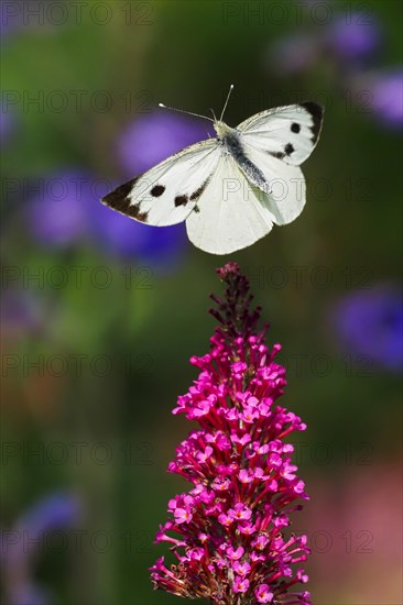 Cabbage butterfly