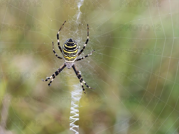 Wasp spider