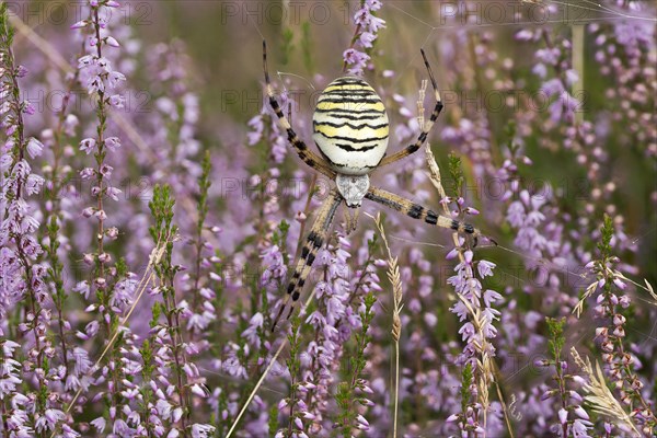 Wasp spider