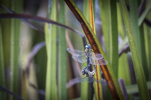 Southern Hawker