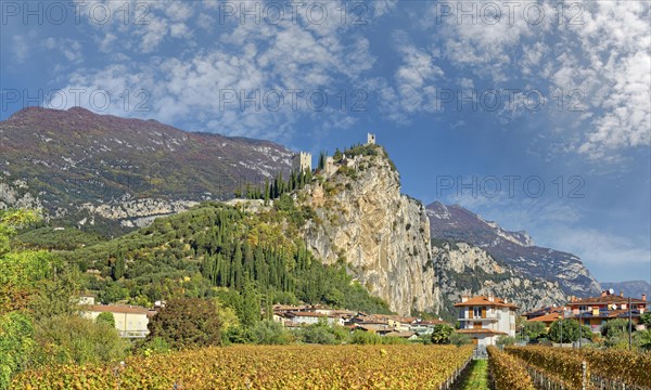 Vineyard with the medieval castle ruins
