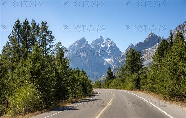 Country road through forest