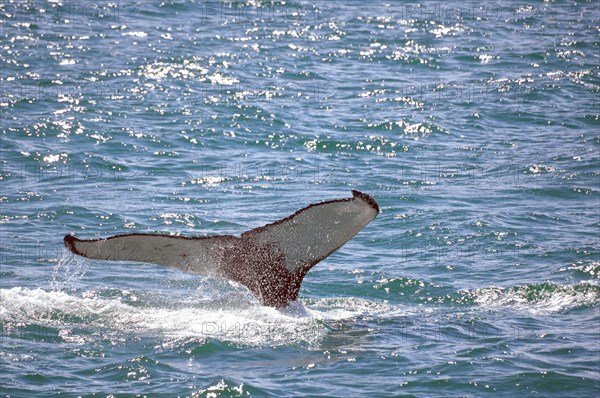 Humpback whale fluke