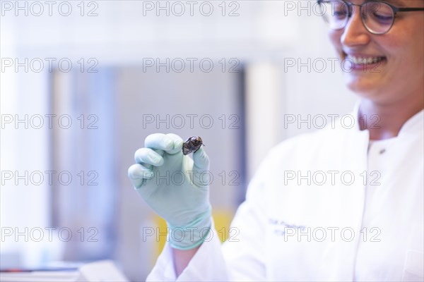 Bug in a hand of a lab technician