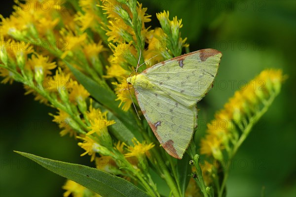 Yellow moth or Brimstone moth