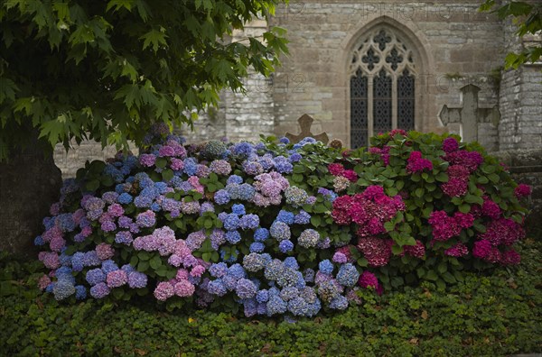 Hydrangeas in front of the church Eglise de la Trinite de Brelevenez