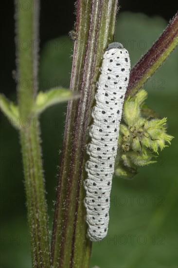 Mullein moth