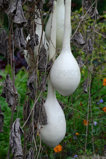 Fruits of the bottle gourd