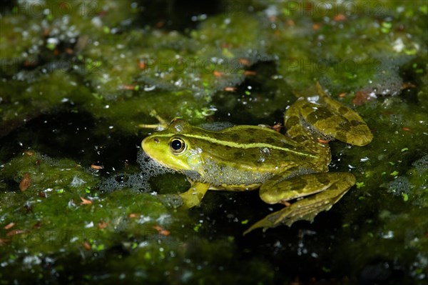 Marsh frog