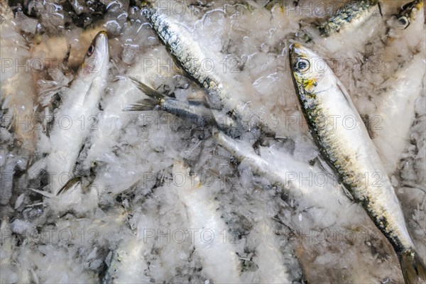 Fresh sardines sold on the traditional market in Zambujeira do Mar