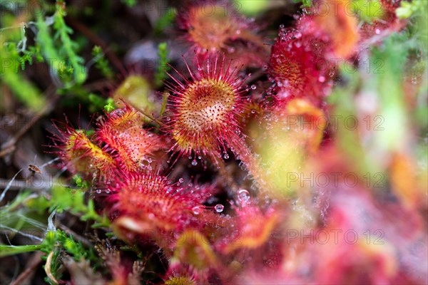 Round-leaved Common sundew