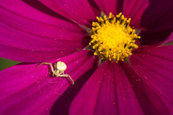 Goldenrod crab spider