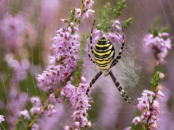 Wasp spider