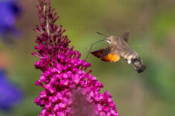 Hummingbird hawk-moth