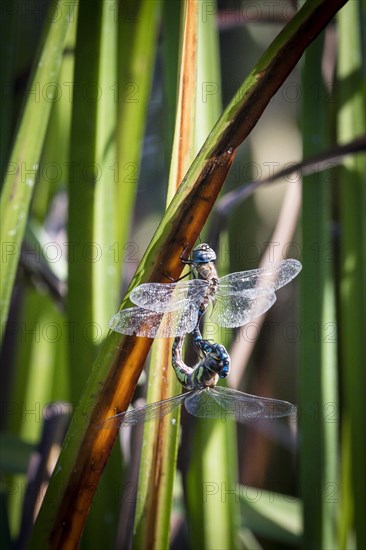 Southern Hawker