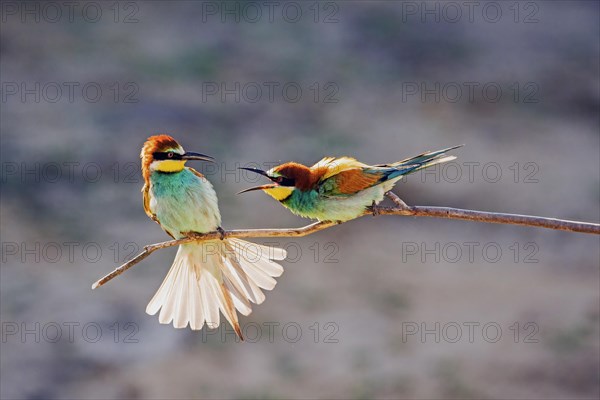 European bee eater