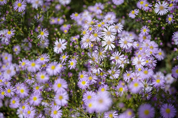 European Michaelmas Daisy